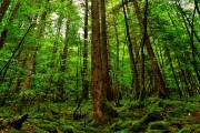 世界拳击锦标赛 中国选手斩获男子中量级金牌，拳击世锦赛冠军